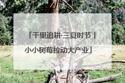千里追耕·三夏时节丨小小树莓拉动大产业